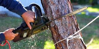 Best Root Management and Removal  in Shady Point, OK