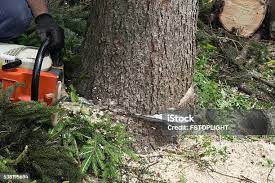 Best Emergency Tree Removal  in Shady Point, OK