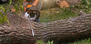 Best Landscape Design and Installation  in Shady Point, OK