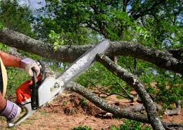 Best Tree Risk Assessment  in Shady Point, OK