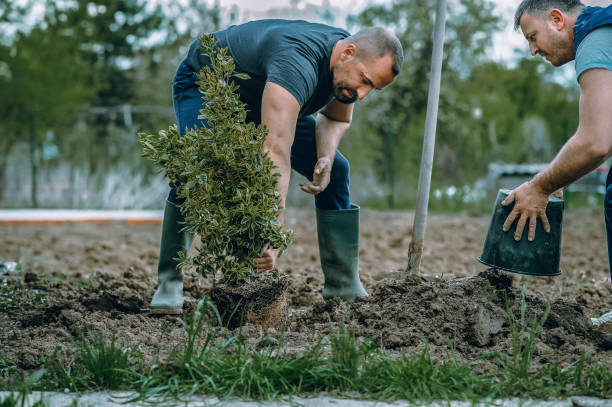 Best Lawn Disease Treatment  in Shady Point, OK