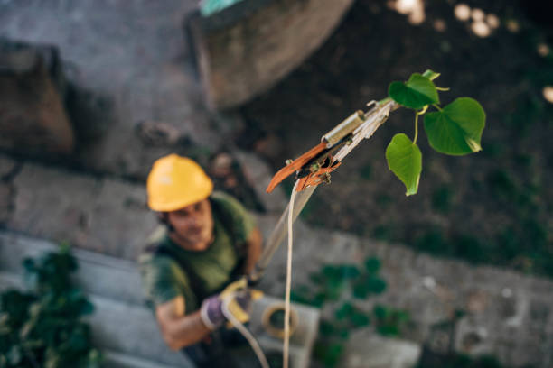 Best Arborist Consultation Services  in Shady Point, OK