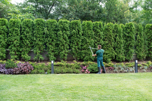 Best Hazardous Tree Removal  in Shady Point, OK
