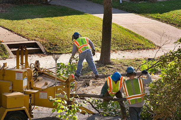 Best Hedge Trimming  in Shady Point, OK