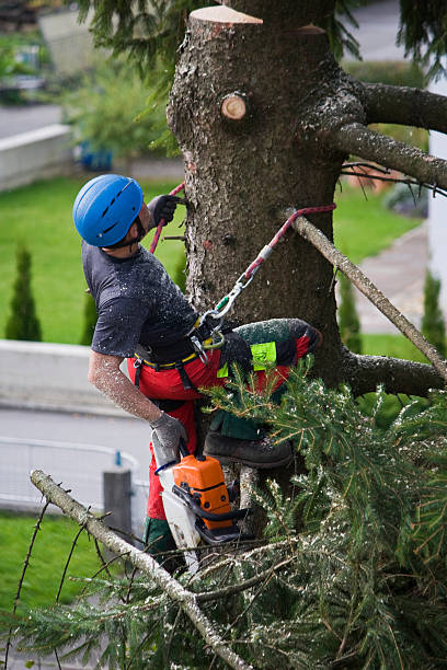 Best Organic Lawn Care Solutions  in Shady Point, OK