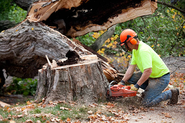 How Our Tree Care Process Works  in  Shady Point, OK