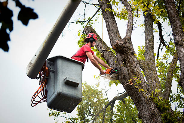Best Tree Cabling and Bracing  in Shady Point, OK
